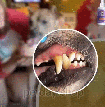 【Отстъпка 27 €】🐶🐱 Sprej na čistenie zubov pre psov a mačky Deodorizujúci